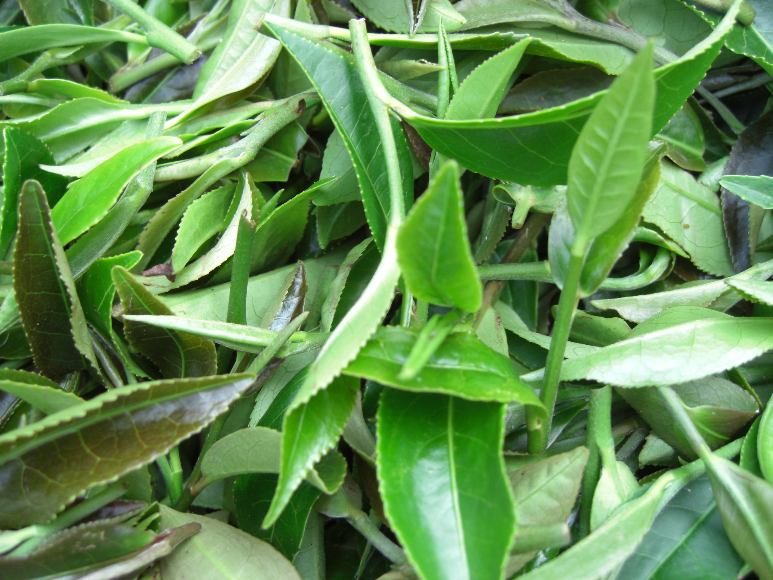 普洱茶是喝生茶好还是熟茶好(普洱茶生茶好还是熟茶好？它们有何区别)