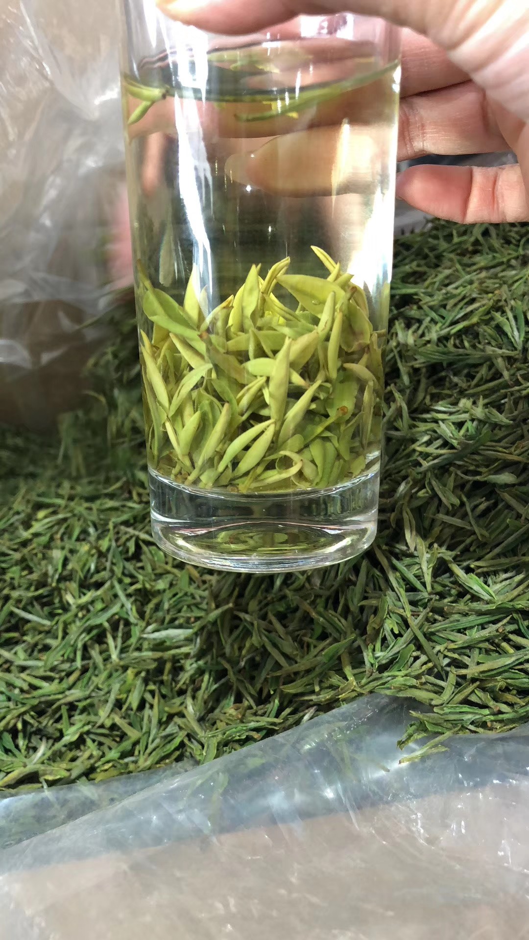 黄茶发酵了吗(别傻傻喝茶却不懂茶，黄茶是轻发酵的吗？他的产地在那里)