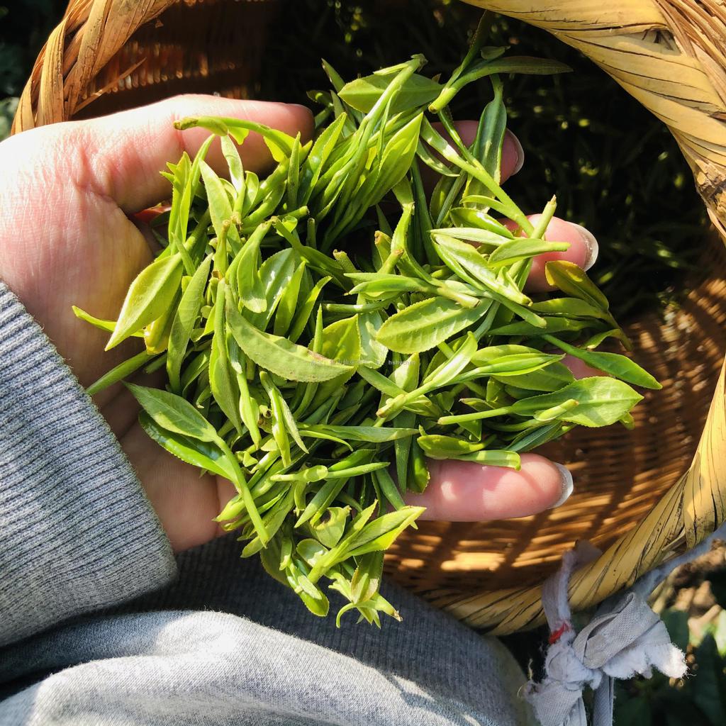 晚上喝桑黄茶好吗(冲击九连霸，四川安纳将在客场挑战联赛老二，在巅峰之战，创纪录)