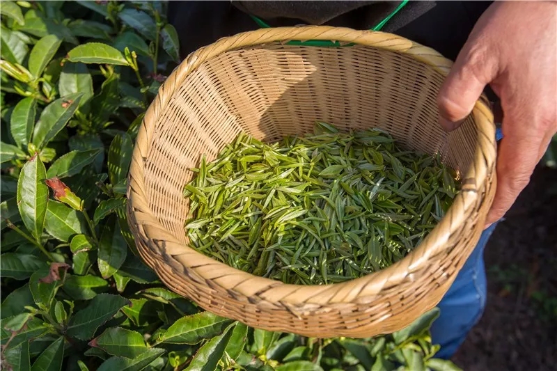 雀舌和龙井茶哪个好喝些(碧螺春和龙井茶哪个好喝？)