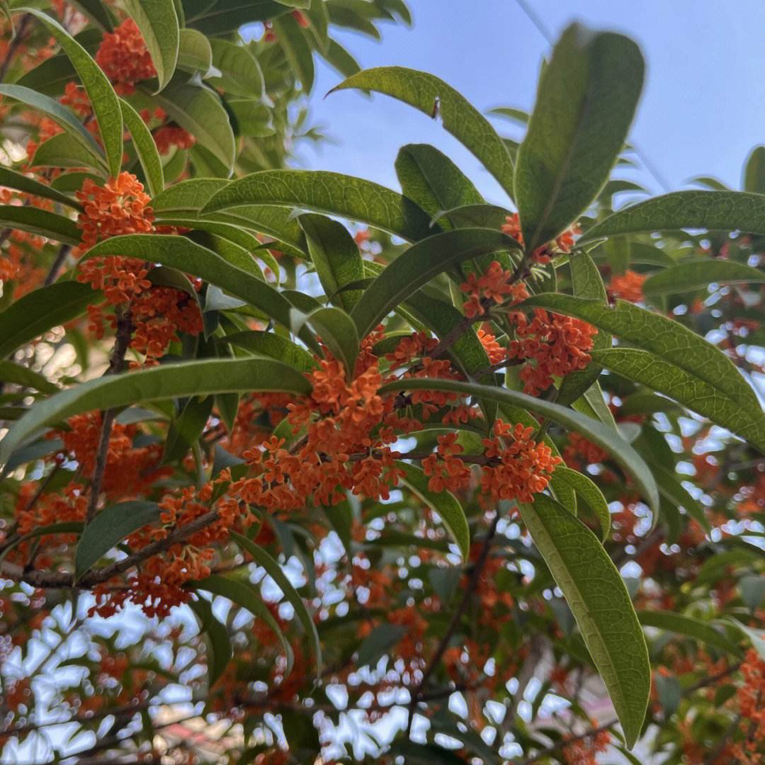 黑糖桂圆红枣玫瑰茶(立冬后，这糖水女人要常喝，每天一小碗，补血安神体质好，睡眠香)